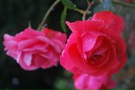 Диман Костенко фотография #3 (источник - https://vk.com/id3565176)