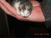 Фотография Коротков Александр