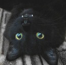 Фотография Shelter Invisible