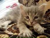 Ксения Васенкова фотография #23 (источник - https://vk.com/id3094640)