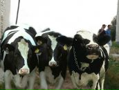 Фотография Морозова Ивана