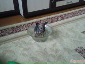 Фотография Кочурина Анна