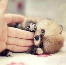 Діана Береза фотография #34 (источник - https://vk.com/id157656163)