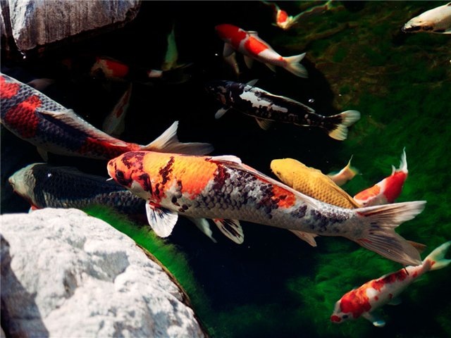 Лена Вильмс фотография #20