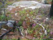 Иван Паньков фотография #49 (источник - https://vk.com/id746503)