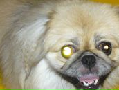 Фотография Lavanda Ольги