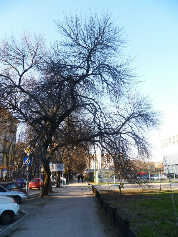 Dragon Fly фотография #9