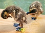 Фотография Павловой Татьяны