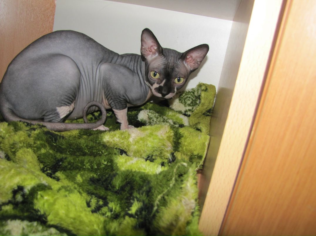 Андрей Коморов фотография #4